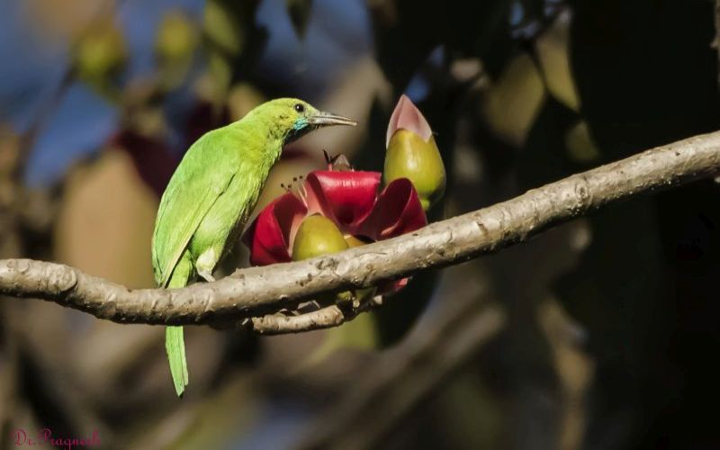 Jerdon's Leafbird
